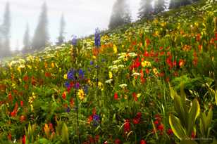 Coal Bank Pass wildflowers-2498 Coal Bank Pass wildflowers-2498